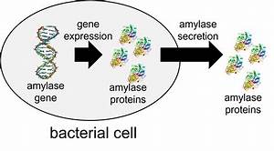 1 17 Starch Hydrolysis Biology Libretexts