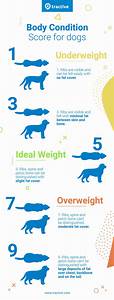 Discover Your Dog 39 S Bmi Body Condition Score Dog Rating Tractive