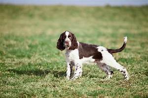 English Springer Spaniel Breed Guide Insurance Coverage