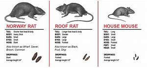 Rodent Control Full Attic Restoration Services Animal Rangers Inc