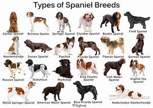 Types Of Small Large Spaniel Breeds With Pictures In 2023 Spaniel