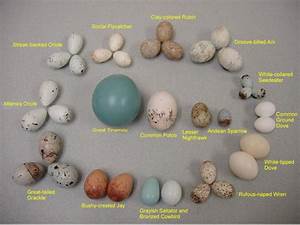 The Bird Collections Best Egg Laying Chickens Chickens Backyard Egg