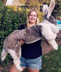 Flemish Giant Rabbit Considered To Be The Largest Breed Of The Species