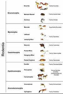 Rodentia Suborders Classification According To Data From Tree Of Life