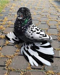 15 Types Of Pigeon Breeds You Must Know Pigeon Breeds Pet Birds