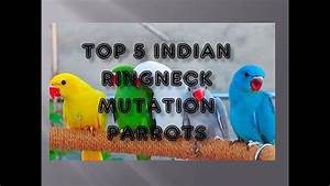 Indian Ringneck Color Mutations Chart