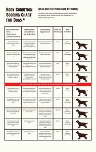 How Much Should You Feed Your Dog Canine Bcs Chart