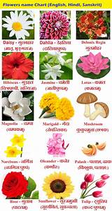 Flowers Name In Hindi Phoolon Ke Naam Sanskrit And English With Chart