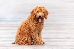 F1bb Goldendoodle A Double Dose Of Doodliness