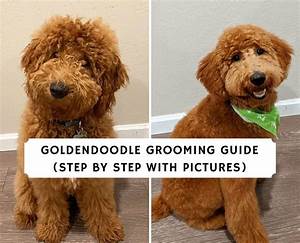 Goldendoodle Grooming Guide 2023 With Pictures We Love Doodles