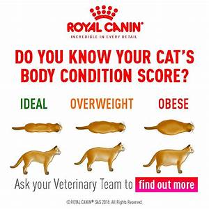 Body Condition Score Your Cat The Healthy Pet Club