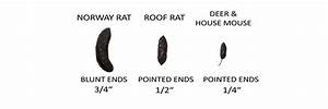 How To Get Rid Of Rats Mice Diy Rat Mouse Control Products