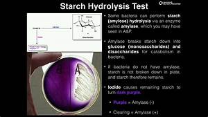 Microbiology Lab Starch Hydrolysis Test Via Amylase Youtube
