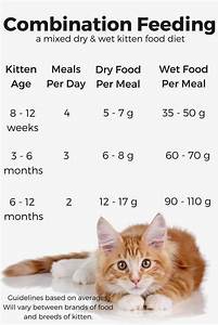 In This Article We Kitten Food Feeding Kittens Kittens