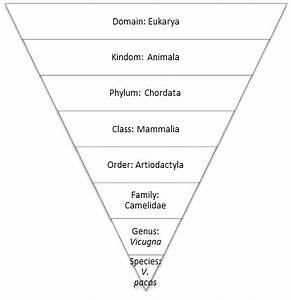 alpaca classification