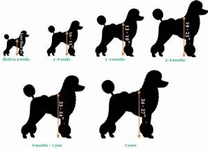 Pin On Poodle Standard