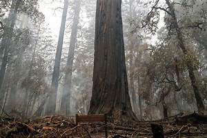 Wildfire Devastates Big Basin Redwoods State Park