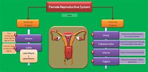Educative Diagrams The Female Reproductive System