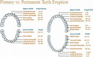 Primary Dentition Teeth Or Up To 32 Including The Third Molars