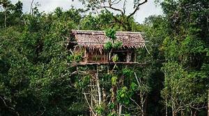 Discovering the Traditional Houses of the Korowai Tribe in Indonesia