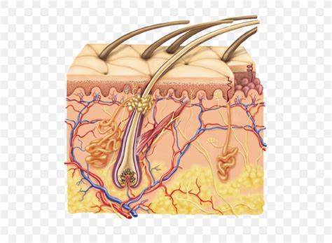 Sagittal View Of the Ingumentary System