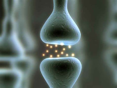 Researcher finds protein that can reestablish cerebrum capability