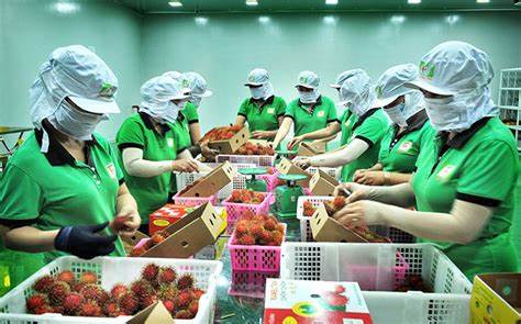Vận chuyển chôm chôm