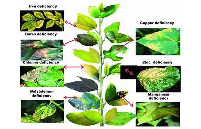 nutrient deficiency in plants