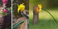 Atmospheric Photography Animals Smelling Flowers