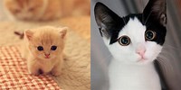 Kittens Too Cute Animals