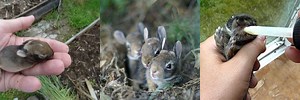 Feeding Wild Baby Cottontail Rabbits