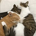 3 Cats Snuggling