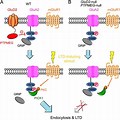 AMPA Receptor