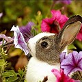 Adorable Baby Bunny Flowers