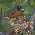 Animal Behavior Birds and Nests
