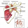 Arterial Supply