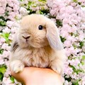 Baby Bunnies with Flowers