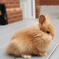 Baby Dwarf Lionhead Rabbit