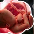 Baby Inside Tummy