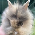 Baby Lionhead Rabbit