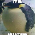 Meme Penguin