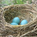Bird Eggs in Nest
