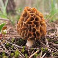Mushroom That Grows … 