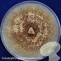 Mycelium Petri Dish
