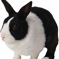 Black and White Baby Bunny No Background