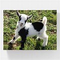Black and White Baby Goat
