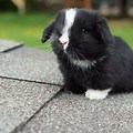 Black and White Fluffy Holland Lop Bunnies