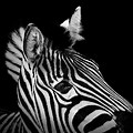 Black and White Pics of Animals