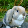 Blue Fawn Harlequin Holland Lop