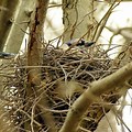 Blue Jay Nest Look Like